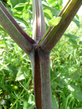 Tige creuse, épaisse et striée, glauque, d'abord verte puis fréquemment teintée de pourpre; elle est ramifiée dans la partie supérieure. Agrandir dans une nouvelle fenêtre (ou onglet)